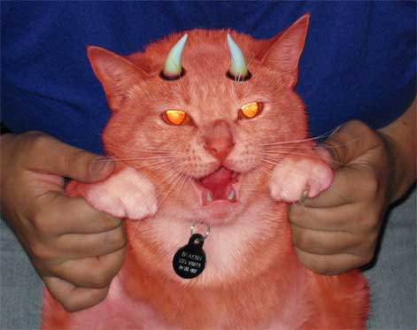 devil-cat